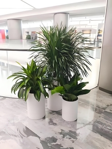 宁波杭州湾花卉出租，开启花卉装点空间新体验！